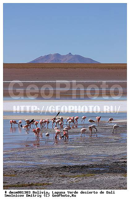 Phoenicopterus jamesi, �������, ����������, �����, ������ ����, ����, ��������, �������� �������, ��������, ��������, �����, �����, ��������, �����������, ������� �����, XYZ, �����������, Phoenicopteridae, �������� ������, Phoenicoparrus jamesi