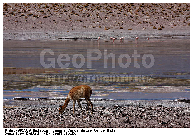 �������, �������, ����������, ������, �����, �����, ������ ����, ����, ��������, ��������, ��������, �������������, �������������, �����, �����, XYZ, �����������, Camelidae �������, ������, Vicugna vicugna