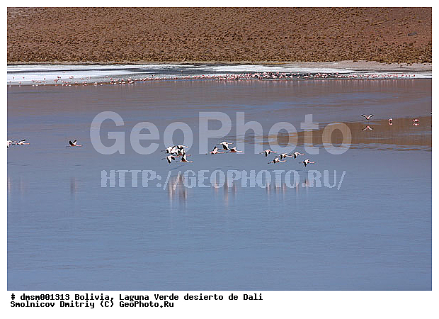 Phoenicopterus jamesi, �������, ����������, �����, ������ ����, ����, ��������, �������� �������, ��������, ��������, �����, �����, ��������, �����������, ������� �����, XYZ, �����������, Phoenicopteridae, �������� ������, Phoenicoparrus jamesi