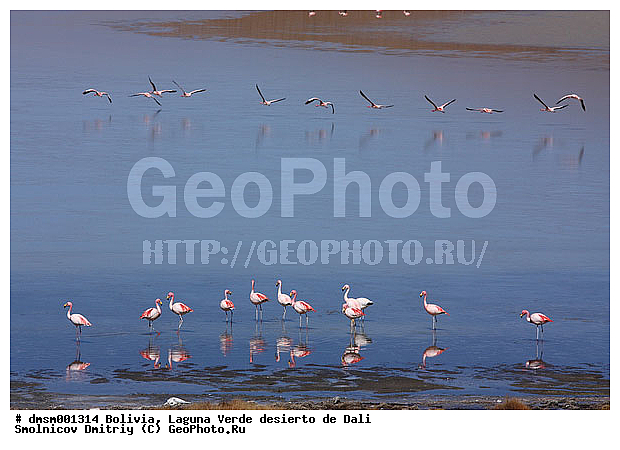 Phoenicopterus jamesi, �������, ����������, �����, ������ ����, ����, ��������, �������� �������, ��������, ��������, �����, �����, ��������, �����������, ������� �����, XYZ, �����������, Phoenicopteridae, �������� ������, Phoenicoparrus jamesi