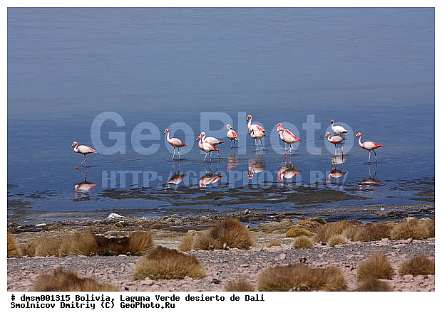 Phoenicopterus jamesi, �������, ����������, �����, ������ ����, ����, ��������, �������� �������, ��������, ��������, �����, �����, ��������, �����������, ������� �����, XYZ, �����������, Phoenicopteridae, �������� ������, Phoenicoparrus jamesi