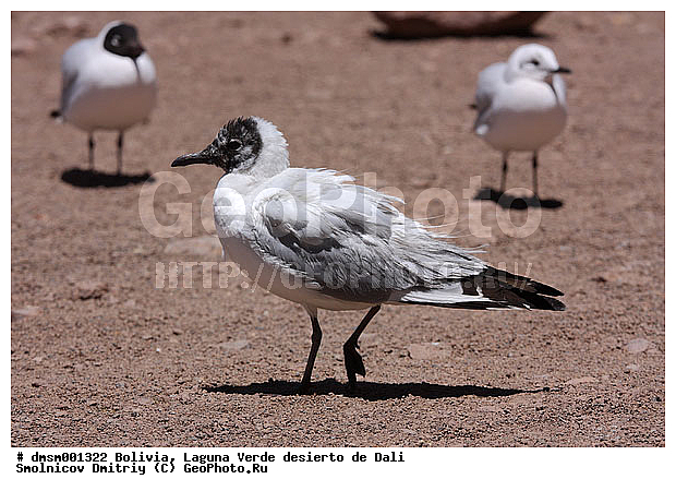 �������, ������� ���������� ����, ������ ������, ������, �����, �����, ��������, ��������, �����, �����, ��������, �����������, ������� �����, ������� �����, XYZ, ��������, Laridae, ������� �����, Chroicocephalus serranus, Larus serranus