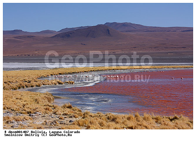 �������, ������ ��������, ������ ��������, ��������, ����������, ������� �����, �����, ����, �����, �����, XYZ, �����������, Phoenicopteridae, �������� ������, Phoenicoparrus jamesi