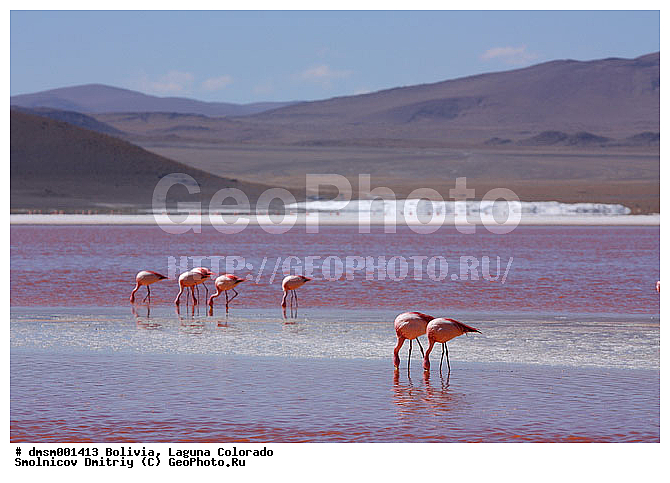 �������, ������ ��������, ������ ��������, ��������, ����������, ������� �����, �����, ����, �����, �����, XYZ, �����������, Phoenicopteridae, �������� ������, Phoenicoparrus jamesi