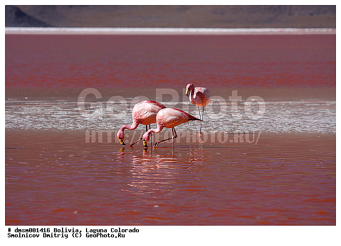 �������, ������ ��������, ������ ��������, ��������, ����������, ������� �����, �����, ����, �����, �����, XYZ, �����������, Phoenicopteridae, �������� ������, Phoenicoparrus jamesi