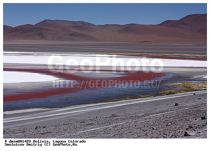 �������, ������ ��������, ������ ��������, ��������, ����������, ������� �����, �����, ����, �����, �����, XYZ, �����������, Phoenicopteridae, �������� ������, Phoenicoparrus jamesi