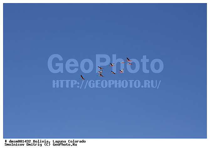 Phoenicopterus jamesi, �������, ��������, �������� �������, ����������, ����, �����