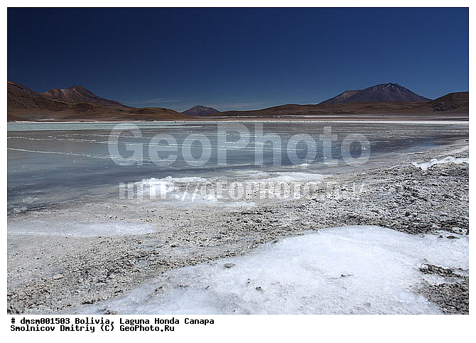 �������, ������, ������ ��������, ������ �����, ��������, ����������, �����, �����, �����, �����, XYZ, �����������, Phoenicopteridae, �������� ������, Phoenicoparrus jamesi