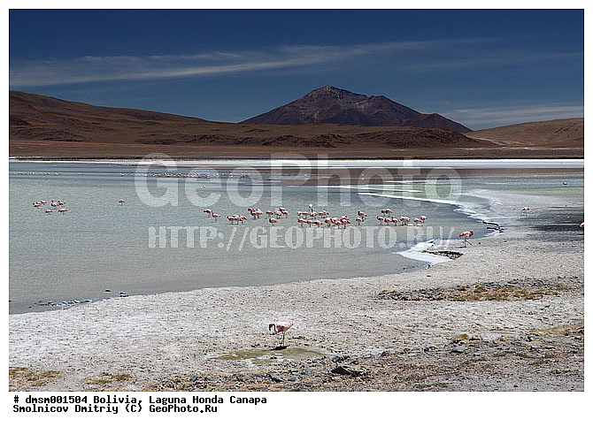 �������, ������, ������ ��������, ������ �����, ��������, ����������, �����, �����, �����, �����, XYZ, �����������, Phoenicopteridae, �������� ������, Phoenicoparrus jamesi