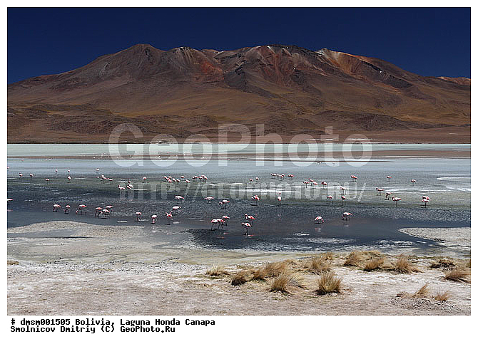 �������, ������, ������ ��������, ������ �����, ��������, ����������, �����, �����, �����, �����, XYZ, �����������, Phoenicopteridae, �������� ������, Phoenicoparrus jamesi