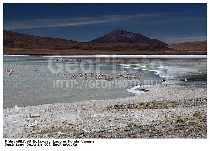 �������, ������, ������ ��������, ������ �����, ��������, ����������, �����, �����, �����, �����, XYZ, �����������, Phoenicopteridae, �������� ������, Phoenicoparrus jamesi