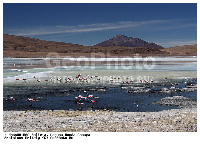 �������, ������, ������ ��������, ������ �����, ��������, ����������, �����, �����, �����, �����, XYZ, �����������, Phoenicopteridae, �������� ������, Phoenicoparrus jamesi