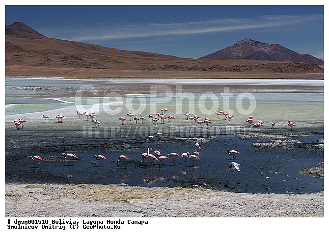 �������, ������, ������ ��������, ������ �����, ��������, ����������, �����, �����, �����, �����, XYZ, �����������, Phoenicopteridae, �������� ������, Phoenicoparrus jamesi