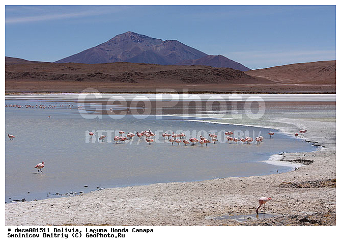 �������, ������, ������ ��������, ������ �����, ��������, ����������, �����, �����, �����, �����, XYZ, �����������, Phoenicopteridae, �������� ������, Phoenicoparrus jamesi