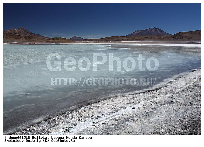 �������, ������, ������ ��������, ������ �����, ��������, ����������, �����, �����, �����, �����, XYZ, �����������, Phoenicopteridae, �������� ������, Phoenicoparrus jamesi