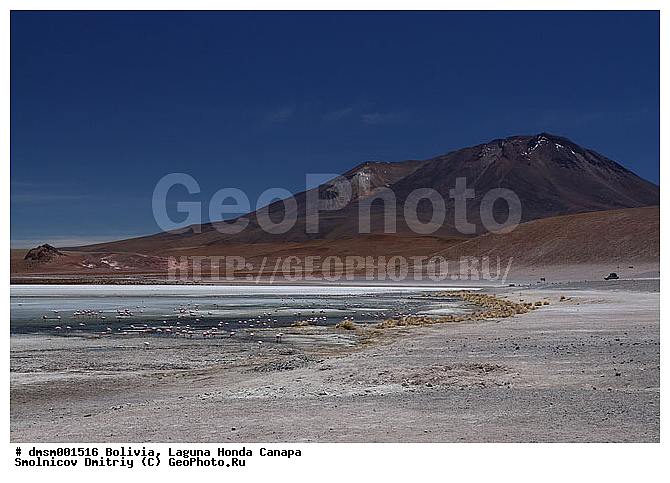 �������, ������, ������ ��������, ������ �����, ��������, ����������, �����, �����, �����, �����, XYZ, �����������, Phoenicopteridae, �������� ������, Phoenicoparrus jamesi