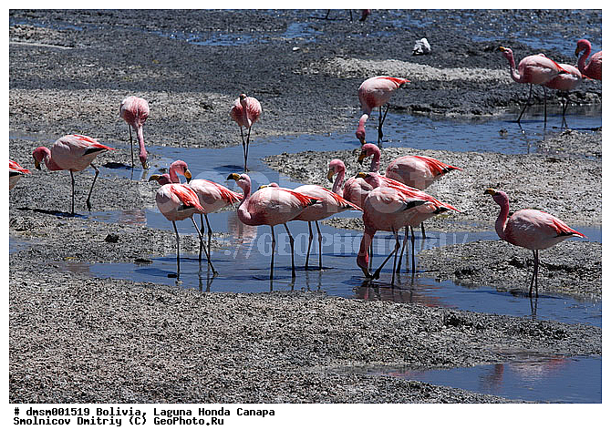 Phoenicopterus jamesi, �������, ������ ��������, ������ �����, ��������, �������� �������, ����������, �����, �����, �����, �����, XYZ, �����������, Phoenicopteridae, �������� ������, Phoenicoparrus jamesi