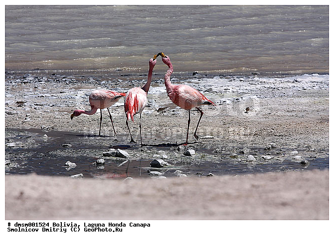 Phoenicopterus jamesi, �������, ������ ��������, ������ �����, ��������, �������� �������, ����������, ������� ����, �����, �����, �����, �����, XYZ, �����������, Phoenicopteridae, �������� ������, Phoenicoparrus jamesi