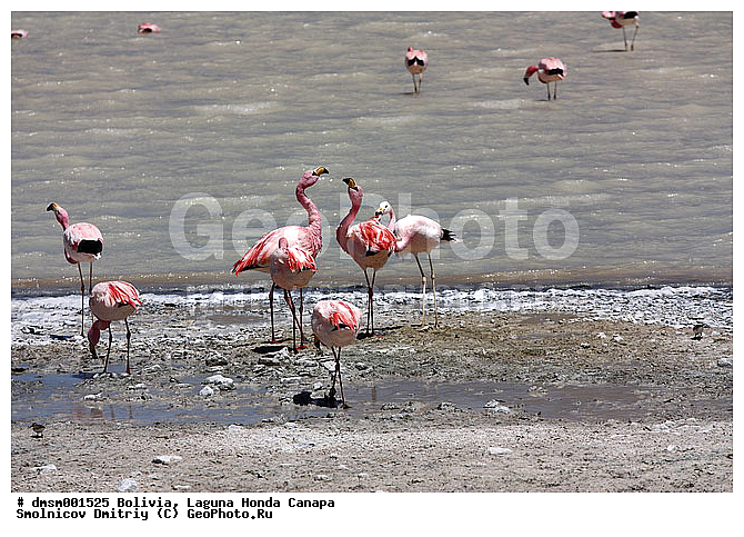Phoenicopterus jamesi, �������, ������ ��������, ������ �����, ��������, �������� �������, ����������, ������� ����, �����, �����, �����, �����, XYZ, �����������, Phoenicopteridae, �������� ������, Phoenicoparrus jamesi