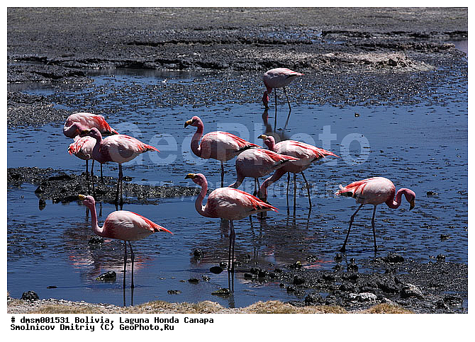 Phoenicopterus jamesi, �������, ������ ��������, ������ �����, ��������, �������� �������, ����������, �����, �����, �����, �����, XYZ, �����������, Phoenicopteridae, �������� ������, Phoenicoparrus jamesi