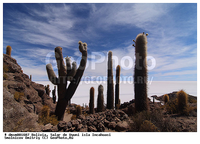 Trychocereus tarijensis, �������, ������, ����� �� ����, ������, ����������, ������ ���������, ������ �������, ������ ��������, ����� �� ����, �������� ����, �����