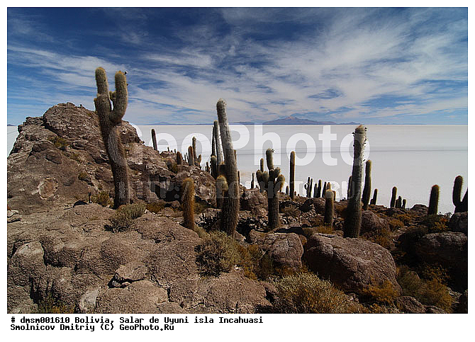 Trychocereus tarijensis, �������, ������, ����� �� ����, ������, ����������, ������ ���������, ������ �������, ������ ��������, ����� �� ����, �������� ����, �����