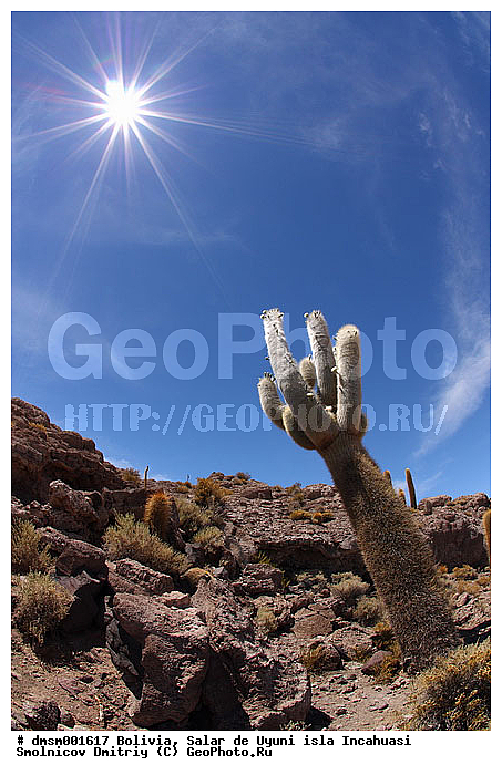 Trychocereus tarijensis, �������, ������, ����� �� ����, ������, ������, ����������, ������ ���������, ������ �������, ������ ��������, ����� �� ����, �������� ����, �����