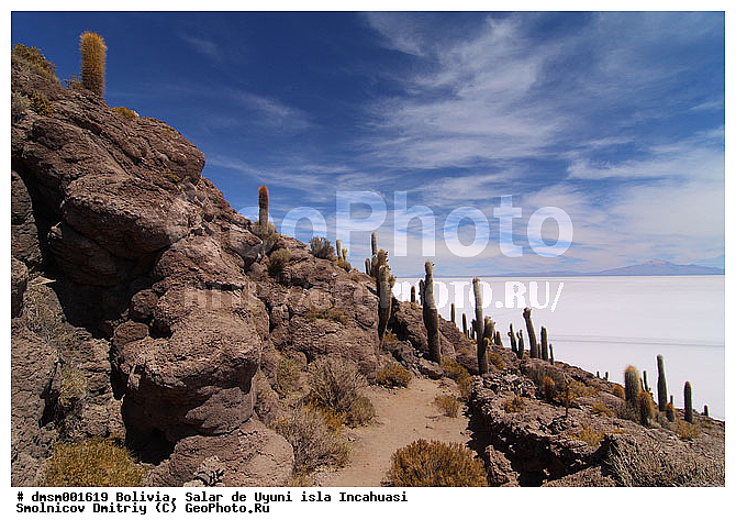 Trychocereus tarijensis, �������, ������, ����� �� ����, ������, ����������, ������ ���������, ������ �������, ������ ��������, ����� �� ����, �������� ����