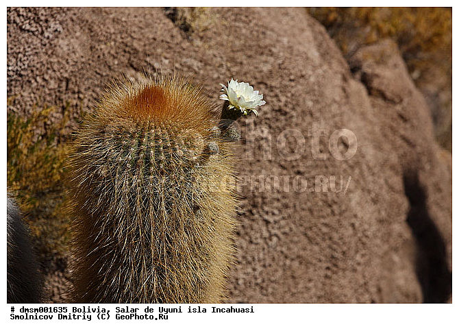 Trychocereus tarijensis, �������, ������, ����� �� ����, ������, ����������, ������ ���������, ������ �������, ������ ��������, ����� �� ����, �������� ����, �����