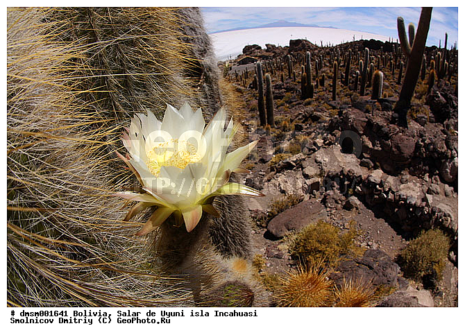 Trychocereus tarijensis, �������, ������, ����� �� ����, ������, ����������, ������ ���������, ������ �������, ������ ��������, ����� �� ����, �������� ����, �����