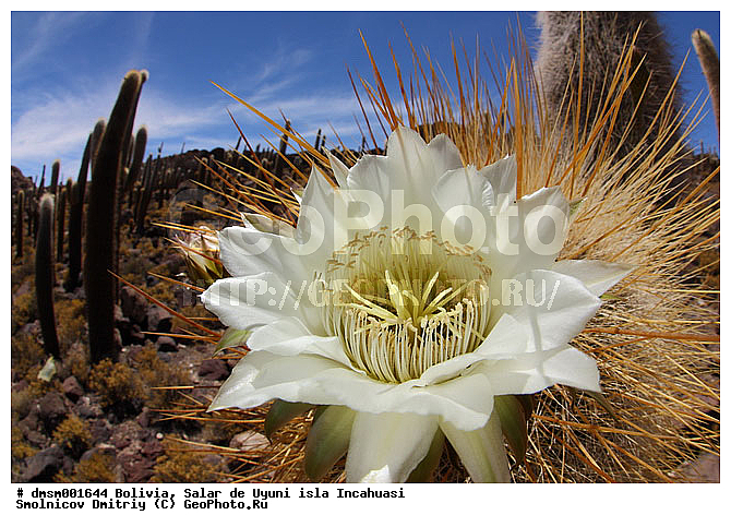 Trychocereus tarijensis, �������, ������, ����� �� ����, ������, ����������, ������ ���������, ������ �������, ������ ��������, ����� �� ����, �������� ����, �����