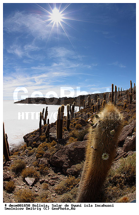 Trychocereus tarijensis, �������, ������, ����� �� ����, ������, ����������, ������ ���������, ������ �������, ������ ��������, ����� �� ����, �������� ����, �����