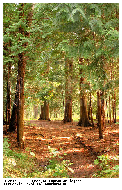 �������, ����, ��������, ���, ������, ��������, ����������, �������, ���