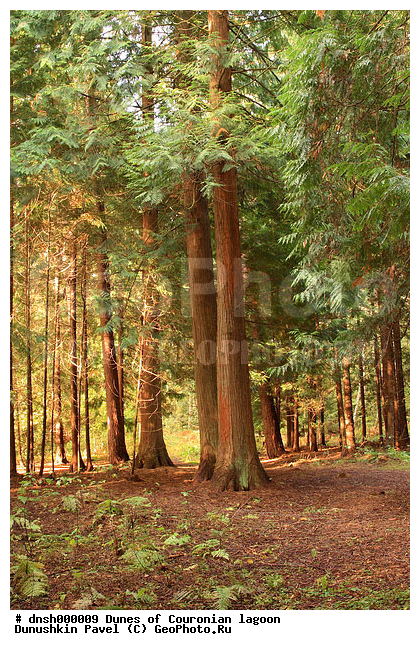 �������, ����, ����, ��������, �����, ����������