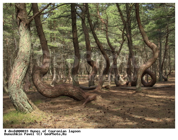 ��������, �������, �������, ����, ��������, ��������, ���, ����������, ������