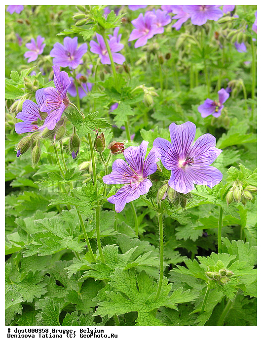 �������, ������, ������, ������, �������, �����