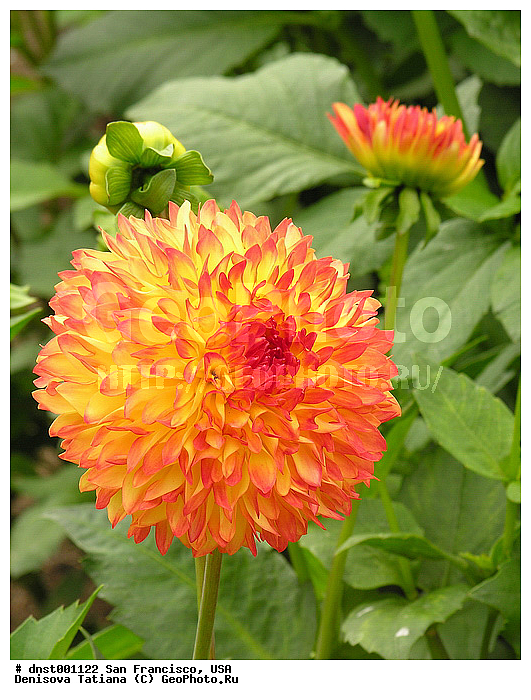 ������������ ���, ����������, ���, ���-���������, ����, �������, ������