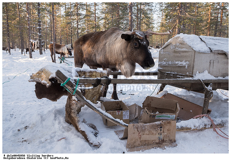   �����, ��������, ����, ����, �����