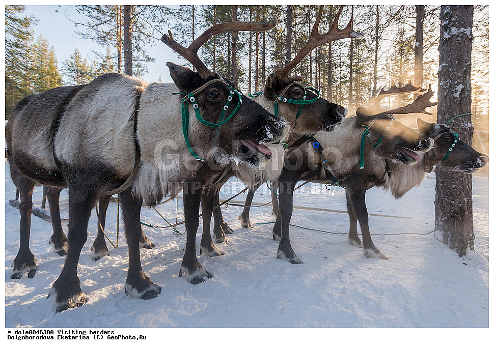  �����, ��������, ����, ����, �����