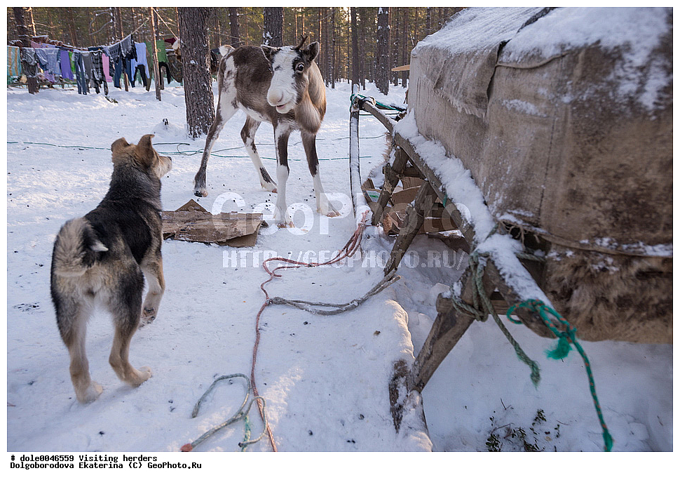  �����, ��������, ����, ����, �����