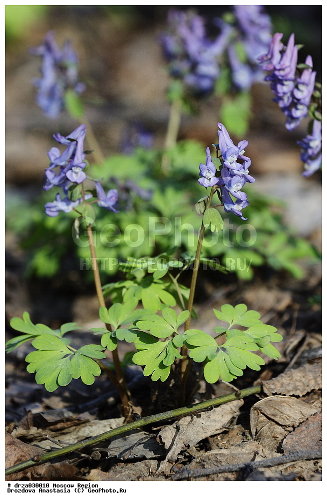 �����������, ���������� �������,  ������, ������ ��������, �����, ���������� ��������, ������������ ��������, ������������ ��������, ������, �����, XYZ, ����������, Fumariaceae, �������, Papaveraceae, �������� �������, �������� �������, �������� ���������, Corydalis solida, Corydalis bulbosa, Corydalis halleri