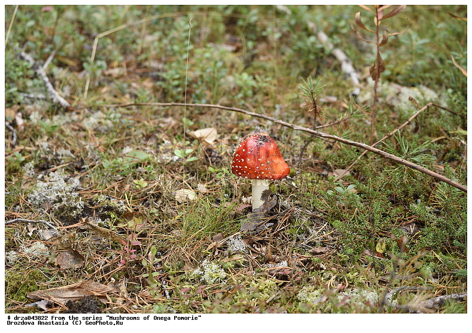 �������, �������� �������, �������� ����������, ����� ����, ������������ ����, �����