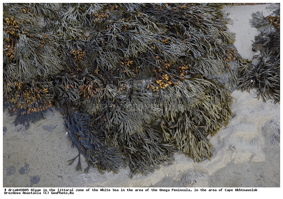 �������, �������� �������, �������� ����������, ����� ����, ������������ ����,   ��������, �����, �������, ��������, ���������, ������