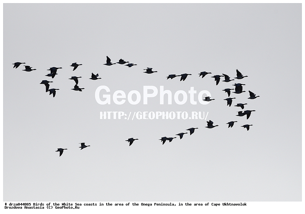 �������, �������� �������, �������� ����������, ����� ����, ������������ ����,   ��������, ����� ����, ��������,  �����
