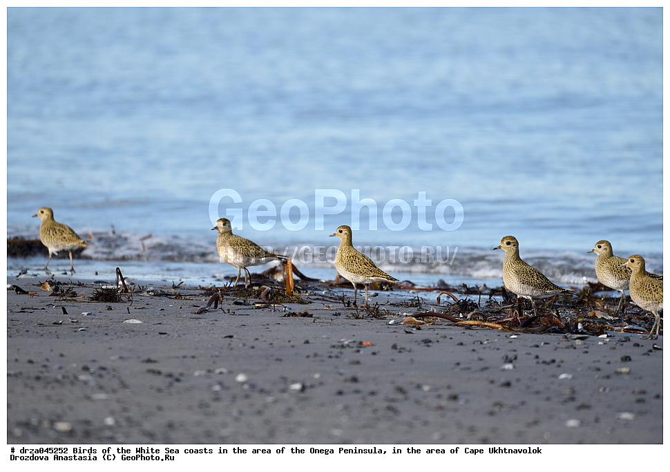 �������, �������� �������, �������� ����������, ����� ����, ������������ ����,   ��������, ����� ����, ��������,  �����
