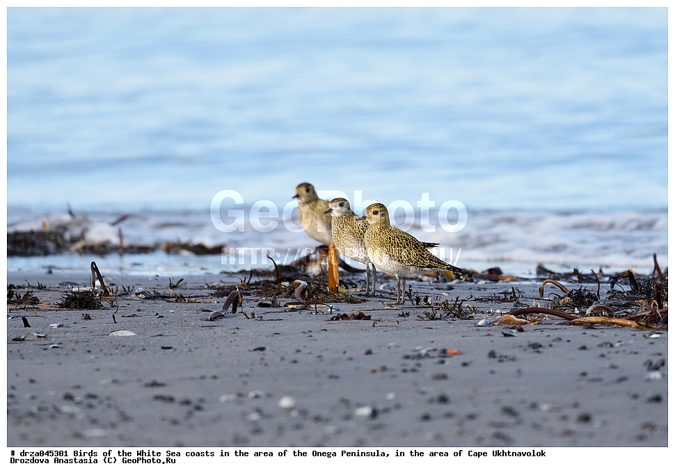 �������, �������� �������, �������� ����������, ����� ����, ������������ ����,   ��������, ����� ����, ��������,  �����
