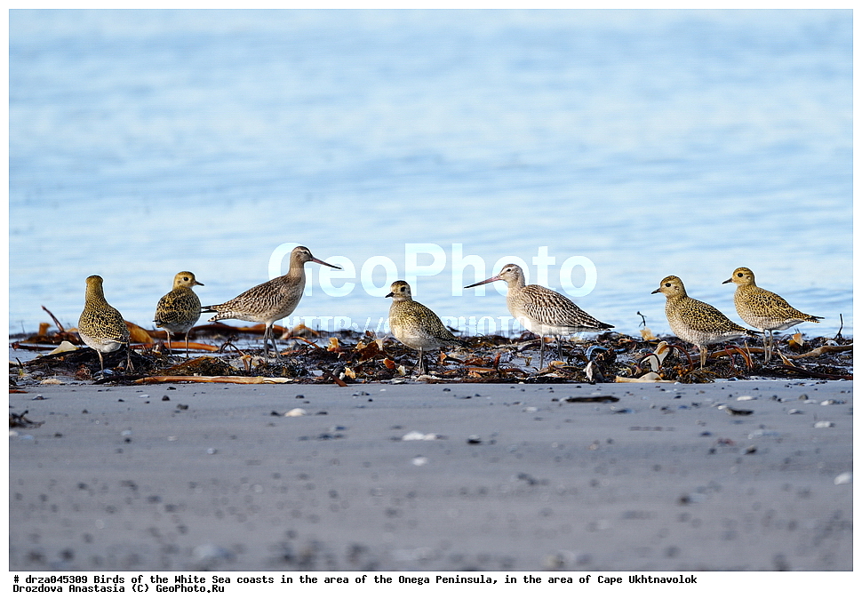 �������, �������� �������, �������� ����������, ����� ����, ������������ ����,   ��������, ����� ����, ��������,  �����
, ������� ����, ������� ����