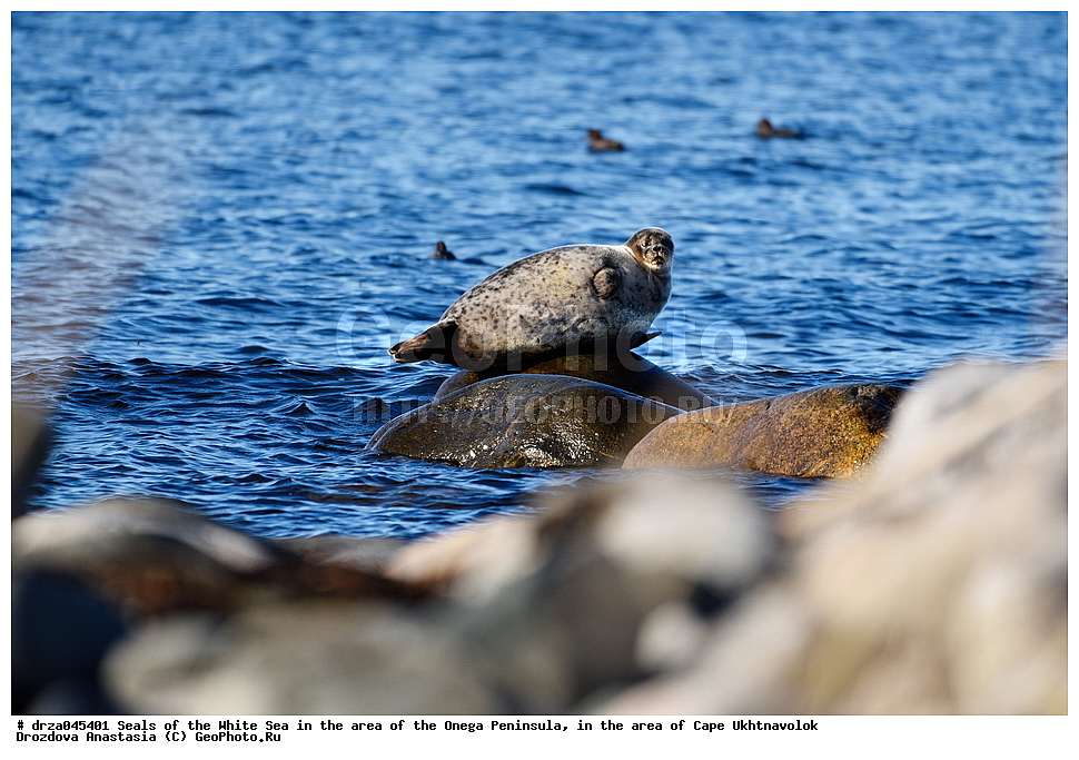 �������, �������� �������, �������� ����������, ����� ����, ������������ ����,   ��������, ����� ����, ��������,  ������ 