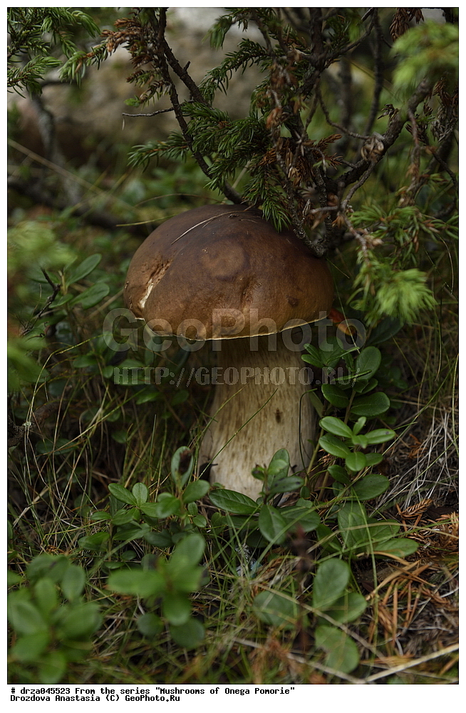 �������, �������� �������, �������� ����������, ����� ����, ������������ ����, �����