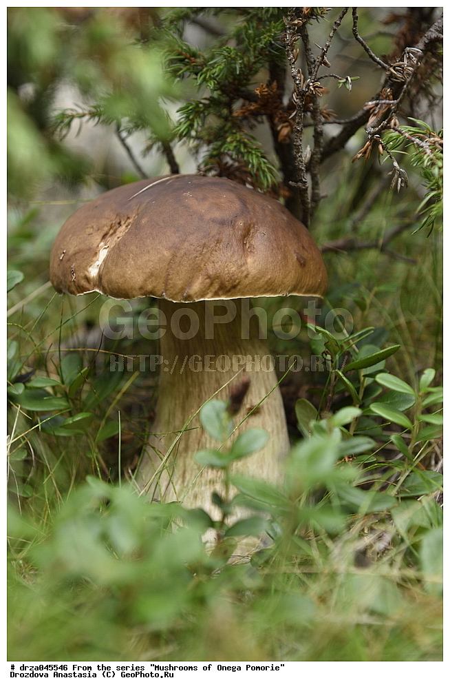 �������, �������� �������, �������� ����������, ����� ����, ������������ ����, �����